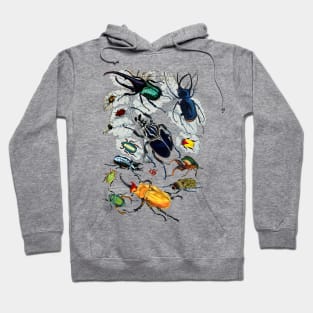 Coleoptera Beetles and Weevils J Mayson Natural Hoodie